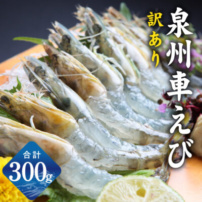 【生食可】泉州車えび 300g 訳あり サイズ不揃い 先行予約